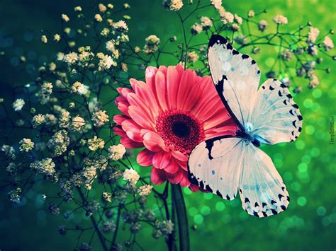 Wallpapers Of Butterflies - Wallpaper Cave