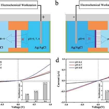 Image result for Proton Gradient