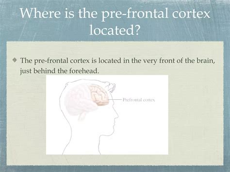 Image result for Prefrontal Cortex Located