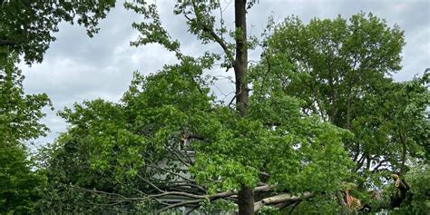 Heavy rain puts trees at risk of drowning, being uprooted