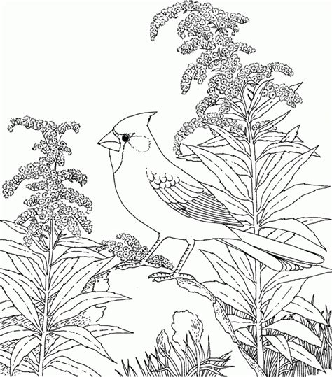 Printable Coloring Pages Nature