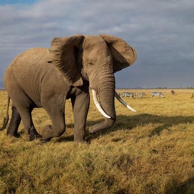 Wildlife 的图像结果