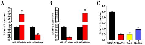 miR-497 Regulates LATS1 through the PPARG Pathway to Participate in ...