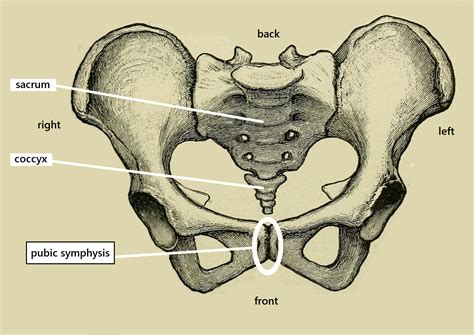 What Is The Pubic Region Called at Daniel Gilmore blog