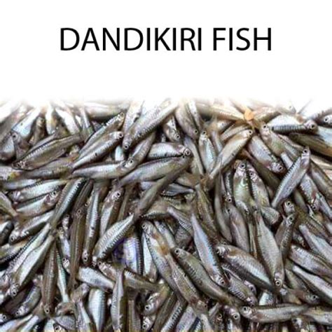 DANDIKIRI FISH
