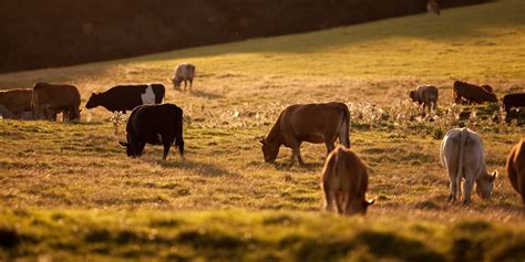 Officials: 6 mutilated cows found dead with tongues cut out