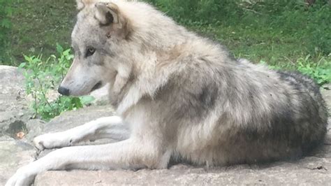Bay Beach Wildlife Sanctuary says goodbye to one of its wolves