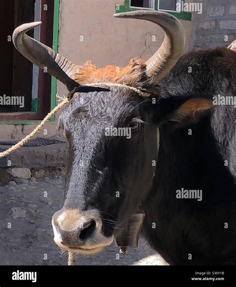 Résultat d’images pour yak cow cross