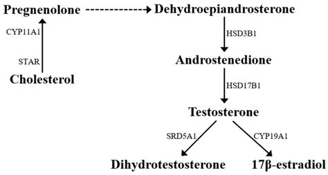 Molecular Mechanisms Elicited by d-Aspartate in Leydig Cells and ...