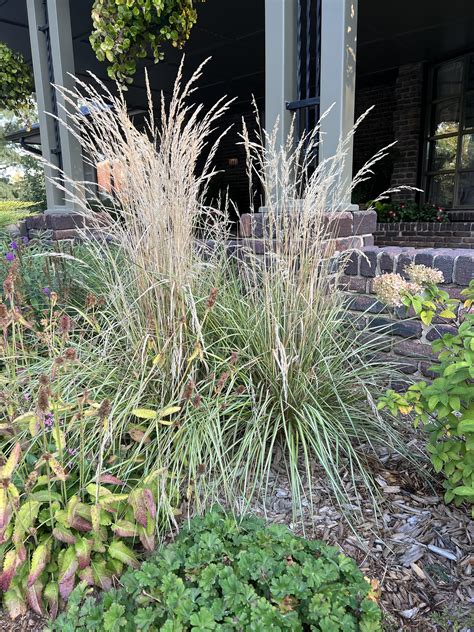 Tall Ornamental Grasses