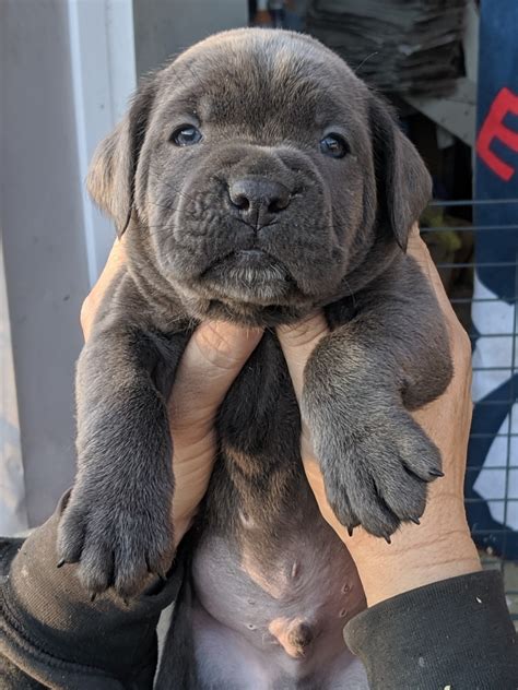 Cane Corso Puppies For Sale | Delmar, MD #320780 | Petzlover