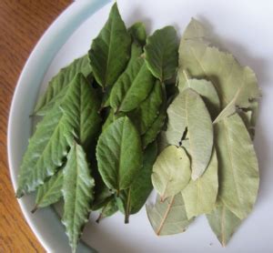 Bay Leaves vs. Laurel Leaves: What's the Difference? - AskMeAll