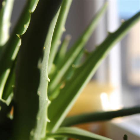 How Do Aloe Vera Plants Reproduce