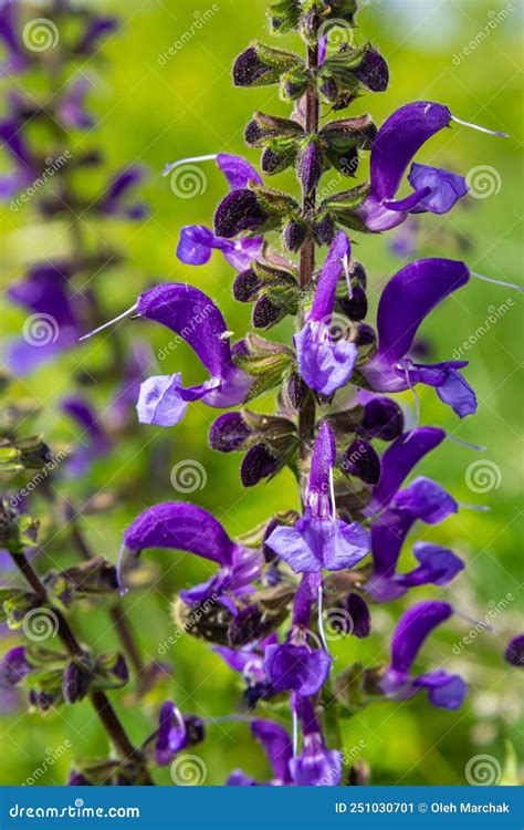 Salvia Pratensis La Pradera Clary O Meadow Sage Es Una Especie De Planta Floreciente En La ...