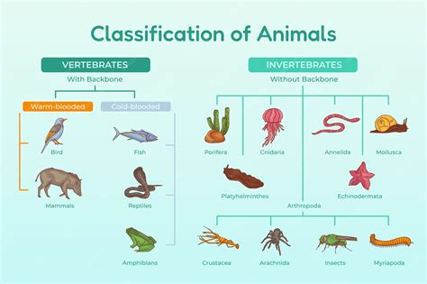 Why Is Classification of Animals Needed 的图像结果