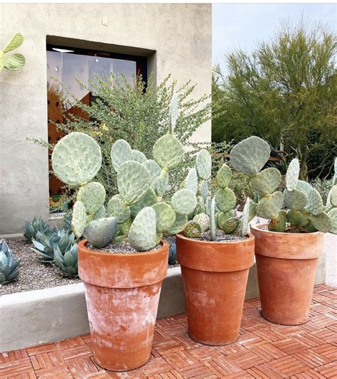 Cactus Garden Ideas
