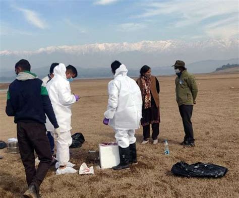 Bird Flu FAQs: Are humans and other animals at risk? What are its ...