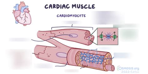 Cardiac Muscle Structure 的图像结果