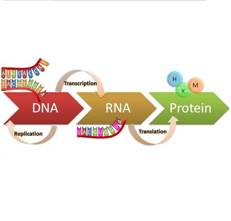 Image result for DNA Structure Simple