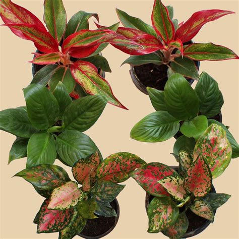 Dishita - Go Green Indoor plants for living room | Combo: Set of 4 ...