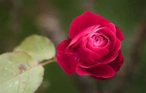 Wallpaper flower, leaves, macro, rose, stem, Bud, red, bokeh for mobile ...