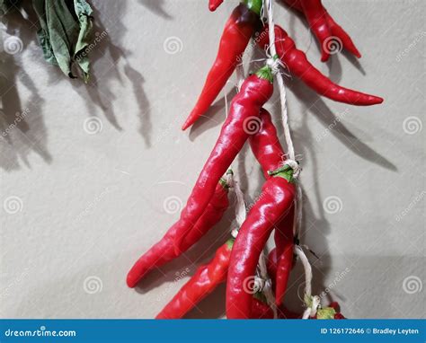 Dried Cayenne Peppers stock photo. Image of twine, strung - 126172646