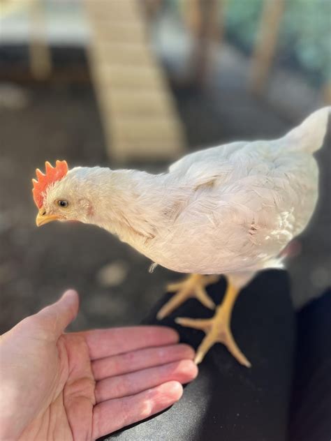 Another one of those "Hen or Roo" posts (4-5 week old White Leghorn ...