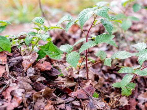 Image result for Winterizing Raspberry Plants