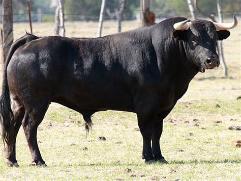 Toros de Tenopala para Durango y tienta de «Calita» – suertematador.com