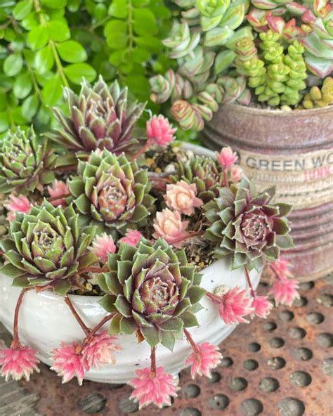 The Ultimate Guide To Hens And Chicks Succulent Care