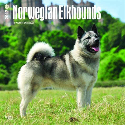 Norwegian Elkhounds 2017 Calendar : Browntrout Publishers: Amazon.in: Books