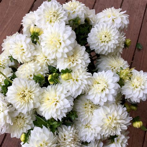 Dahlia Tuber || White – 3 Porch Farm