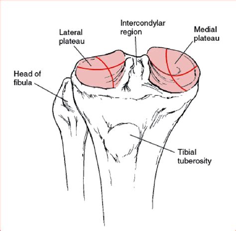 胫骨粗隆 的图像结果