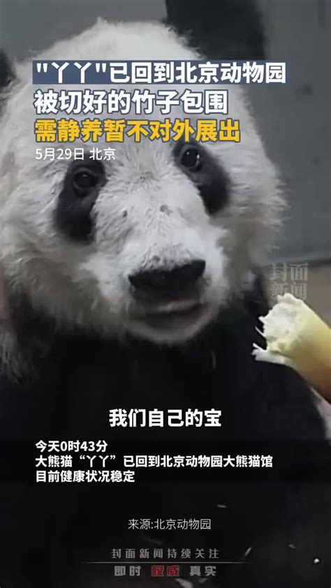 丫丫已回到北京动物园：一到家就被竹子包围_凤凰网视频_凤凰网