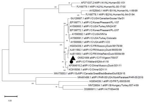 Molecular Survey on A, B, C and New Avian Metapneumovirus (aMPV ...