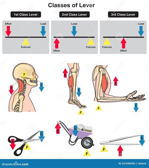 Lever Classes In The Body