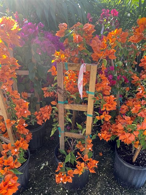 Bougainvillea Trellis