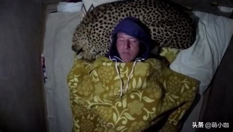 男子在帐篷里睡觉，突然闯入一只猎豹，结果男子直接把它当成枕头 - 每日头条