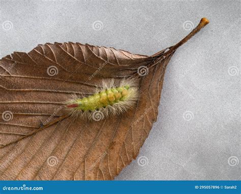 Pale Tussock Moth Calliteara Pudibunda on Beech Leaf. UK. Stock Photo ...