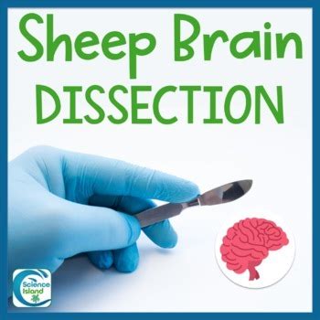 Image result for Sheep Science Lab