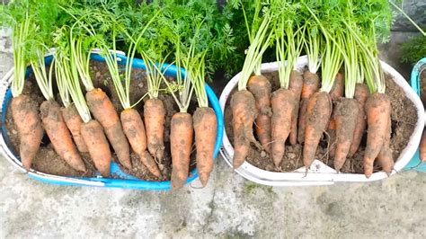 Growing Carrots in Containers: A Complete Guide - Organic Harvest Home