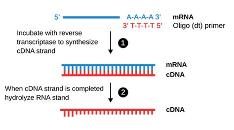 Image result for Reverse Transcriptase PCR Steps