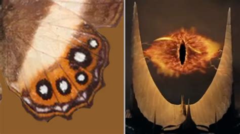 New butterfly genus named after villian Sauron - Ztoog