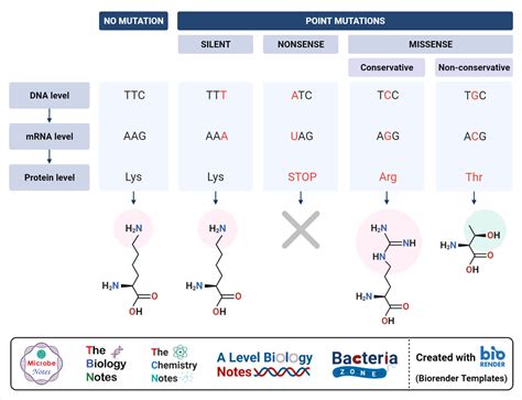 Point mutation- Definition, Causes, Mechanism, Types, Examples ...