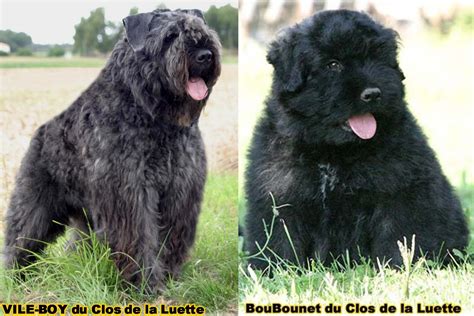 BOUVIER DES FLANDRES: ANNONCE BOUVIER DES FLANDRES - ANNONCE CHIOT ...