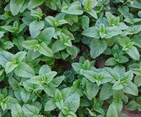Can you grow lemon balm indoors? expert tips for success | Homes and Gardens