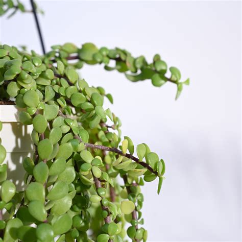 Buy Jade Plant Mini: Care Tips, Benefits, and More – Ugaoo