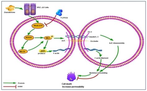 Zearalenone-Induced Mechanical Damage of Intestinal Barrier via the ...