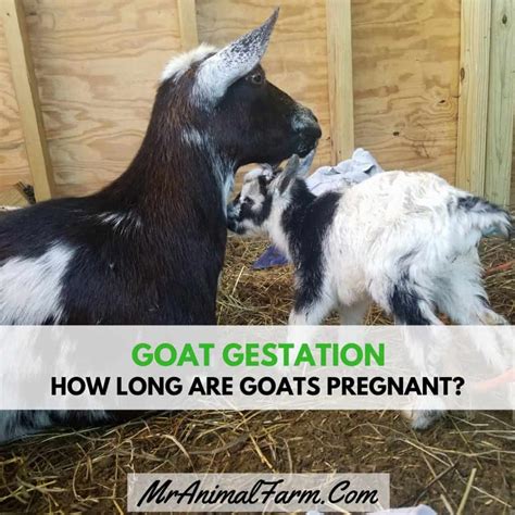 How Long Goat Pregnant