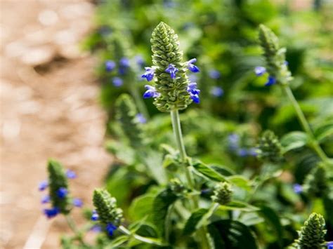 Chiya Seeds Cultivation: चिया सीड्स आहे सुपरफुड, कमवू शकता एका एकरातून ...